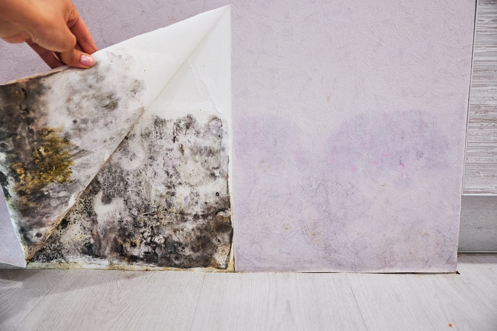 What Are The Dangers Of Toxic Mould?